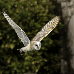 Barn Owl In Flight