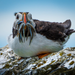 Puffin With Sandeels