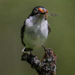 Male Pied Flycatcher