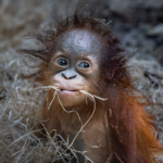 Rufus The Baby Orangutan