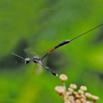 Female Javelin Wasp In Flight