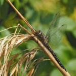 Migrant Hawker Sunning