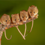 Harvest Mouse Quartet