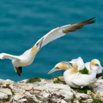 Gannets Life On The Edge