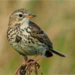 Meadow Pipit
