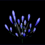 Agapanthus Explosion