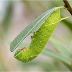 Eyed Hawk Moth Caterpillar