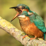 Kingfisher With Stickleback