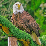 American Bald Eagle