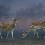 Deers At Dusk