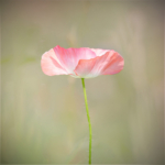 Growing Wild