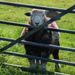 Looking Sheepish