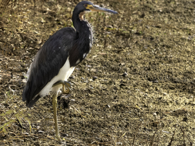Tricolored Heron By Grant Douse