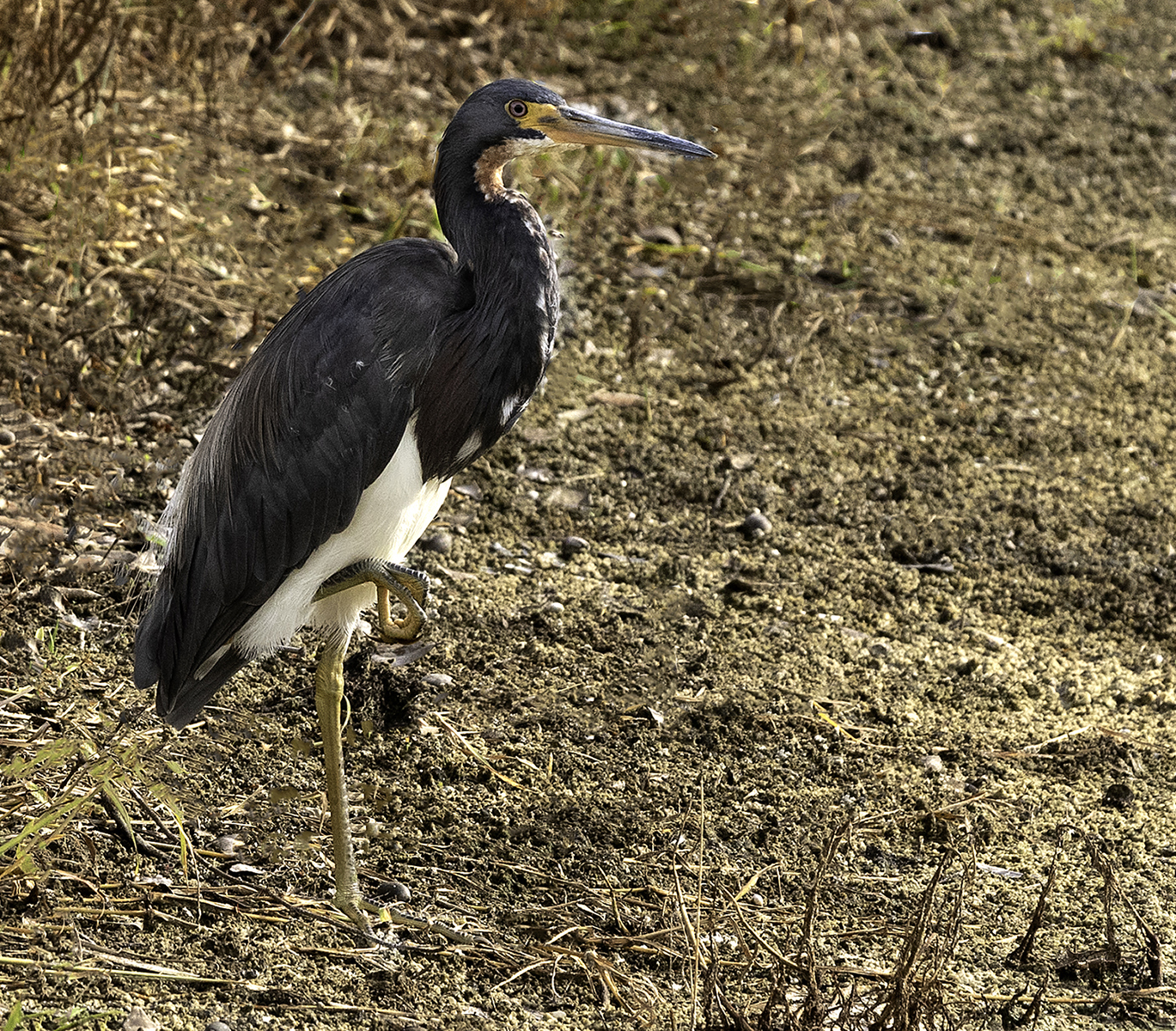 Tricolored Heron By Grant Douse