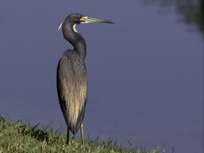 Florida Tricolored Heron By Grant Douse