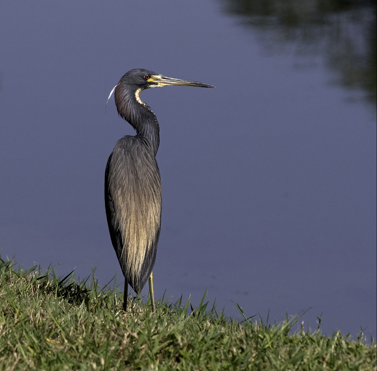 Florida Tricolored Heron By Grant Douse