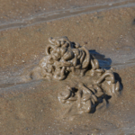 Lugworm Cast