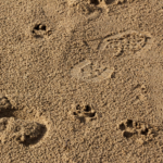 Prints In The Sand