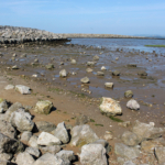 Rocky Shore