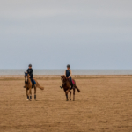 Sea Horses