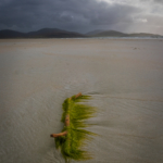 Driftwood