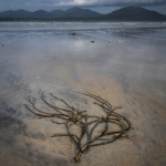 Stranded