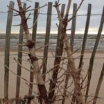 Sea Defence