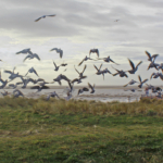 Sea Gulls
