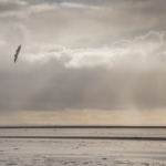 Kite Flying