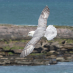 Fulmar In Flight