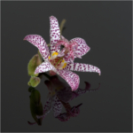 Toad Lily