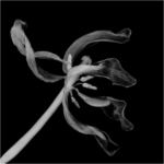 Tulip In Negative