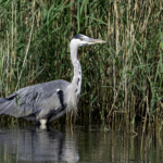 Grey Heron