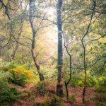 Misty Morning Calm