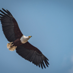African Sea Eagle