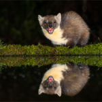 Pine Marten Reflection