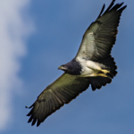 Grey Buzzard Eagle