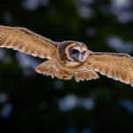 Owl In Flight