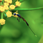 Javelin Wasp Pollinating