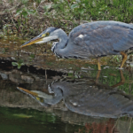Juvenile Heron About To Strike