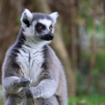 Leering Lemur