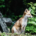 Highgate Fox