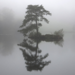 Misty Morning