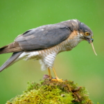 Sparrowhawk Tail End