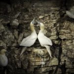 Gannets On Nest