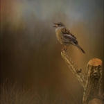 Song Bird