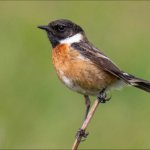 Stonechat