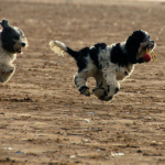 Beach Fun