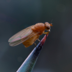 Muscid Fly On The Edge