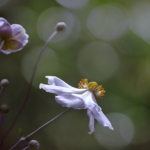 Japanese Anemone
